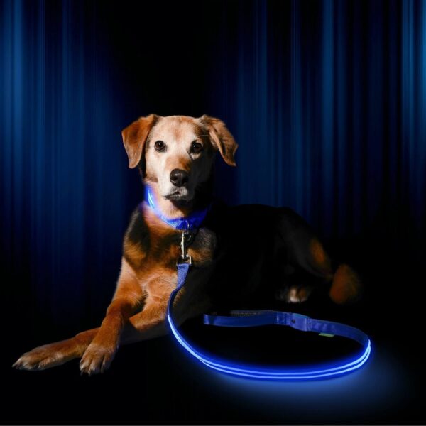 LED Hundesnor Pablo SAFELIGHT med blå lys - 150 cm
